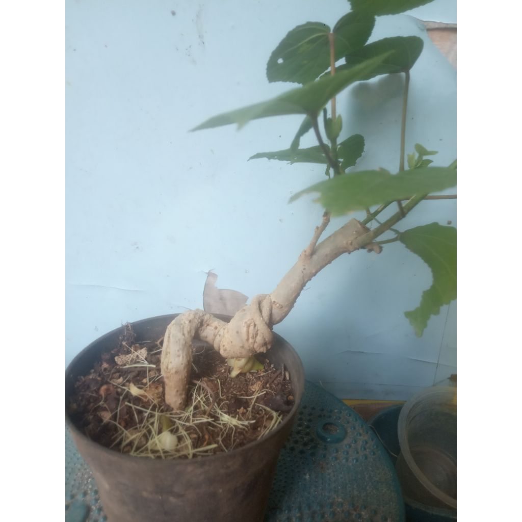 Bahan Bonsai Waru India Mame 04