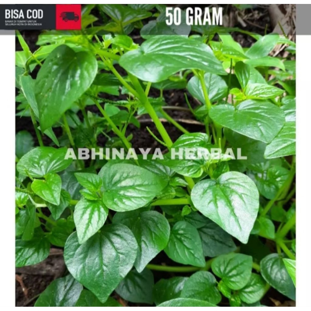 

DAUN SIRIH CINA/CECER KEMPES SEGAR 250GRAM