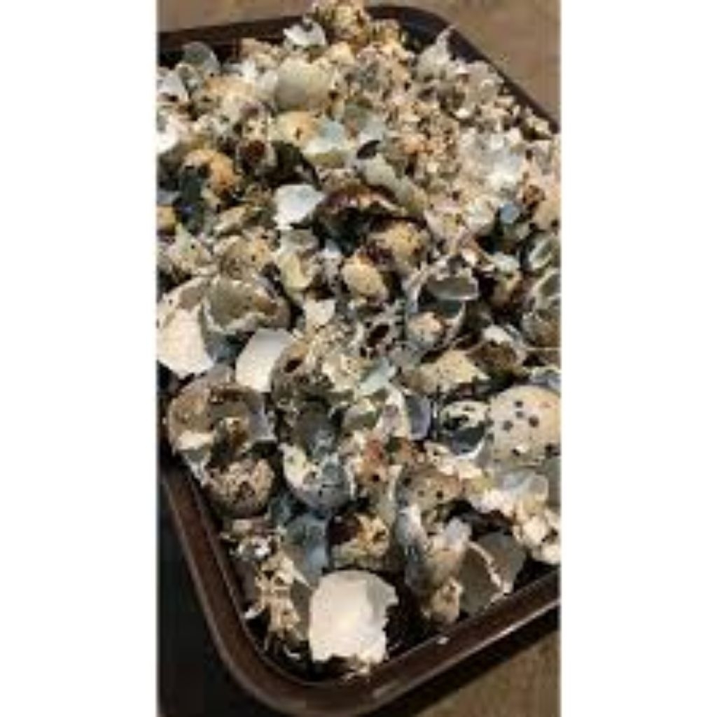 Cangkang kulit telur puyuh kering sudah olahan siap pakai untuk pupuk organik tanaman