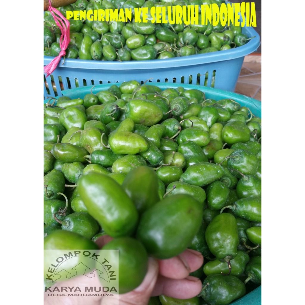 

Cabe Gendot Grade BC / Cabe Gendot Baby 1kg / Cabe Bendot Mini Fresh 1kg