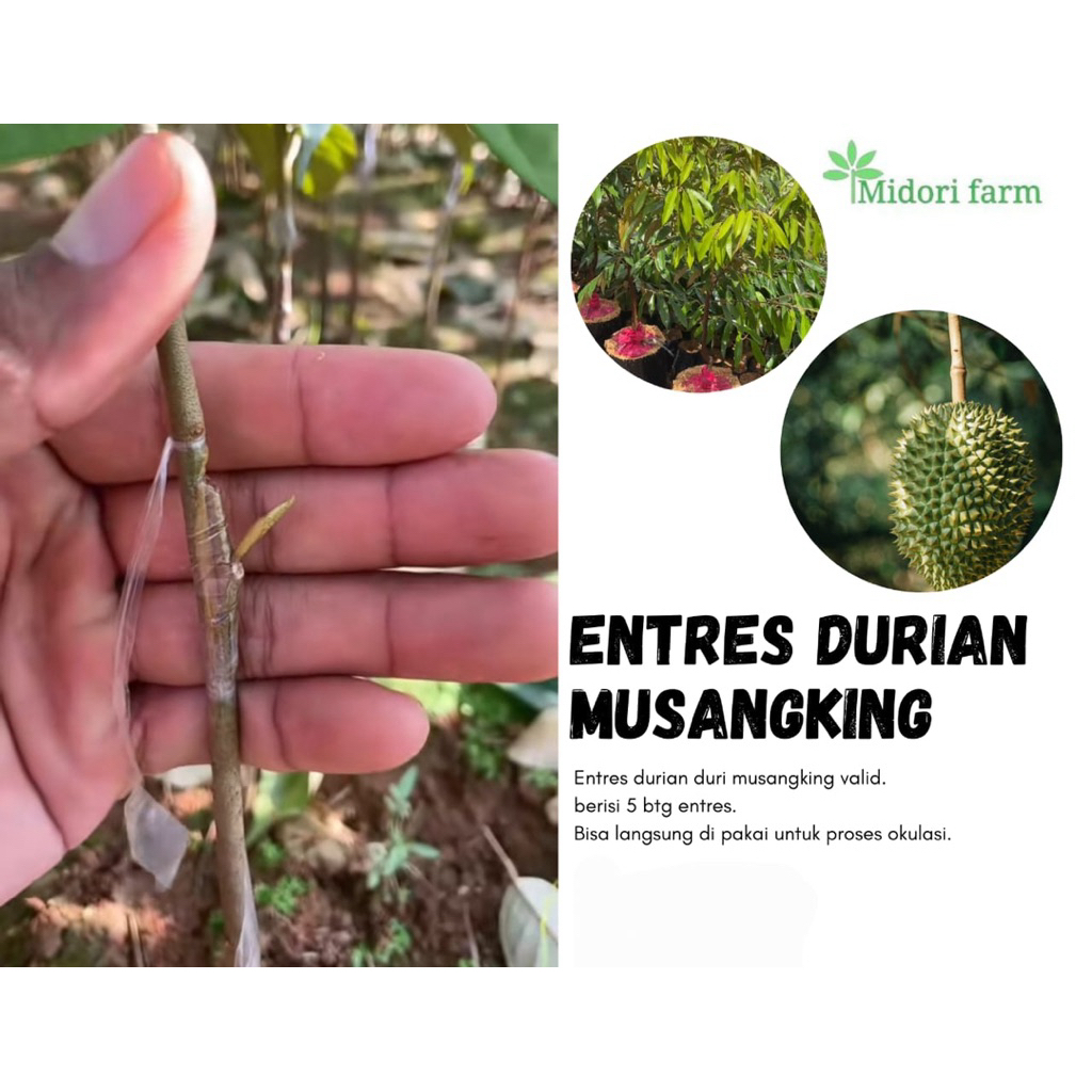 entres okulasi durian musangking