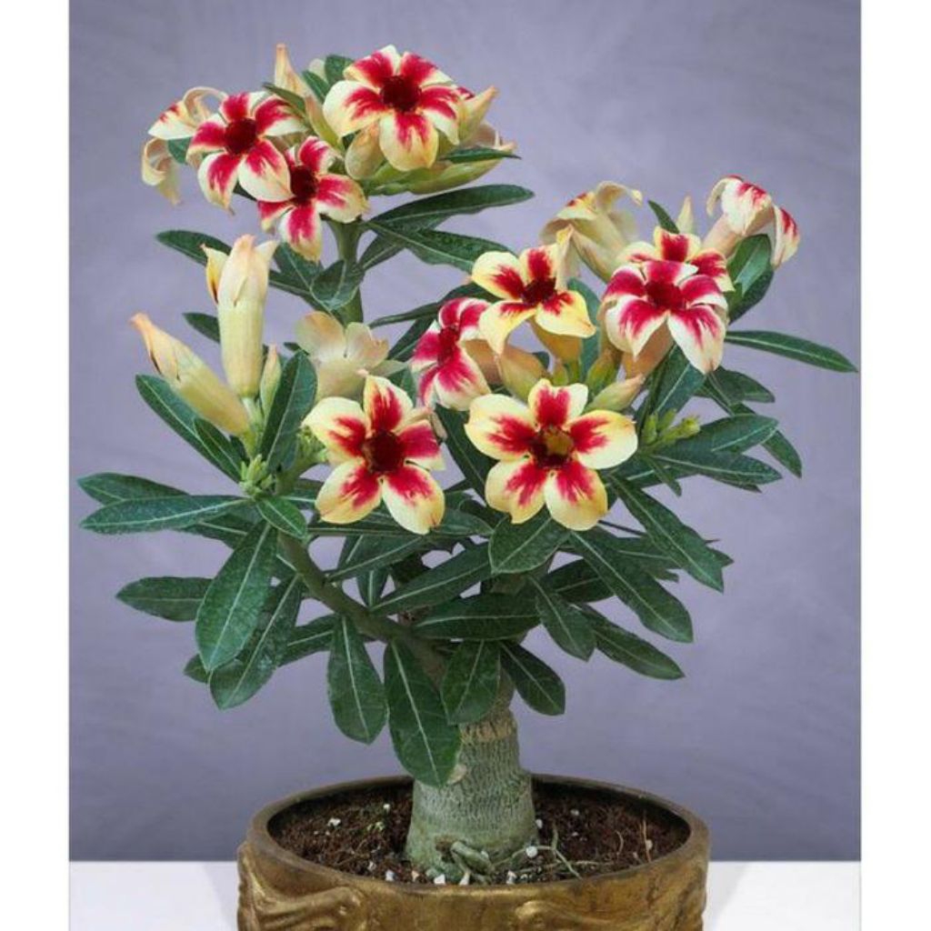 PROMO COD Tanaman Hias Bunga Adenium /Bunga Tumpuk /Kamboja Jepang /Bunga Tumpuk /Adenium Bunga Tump