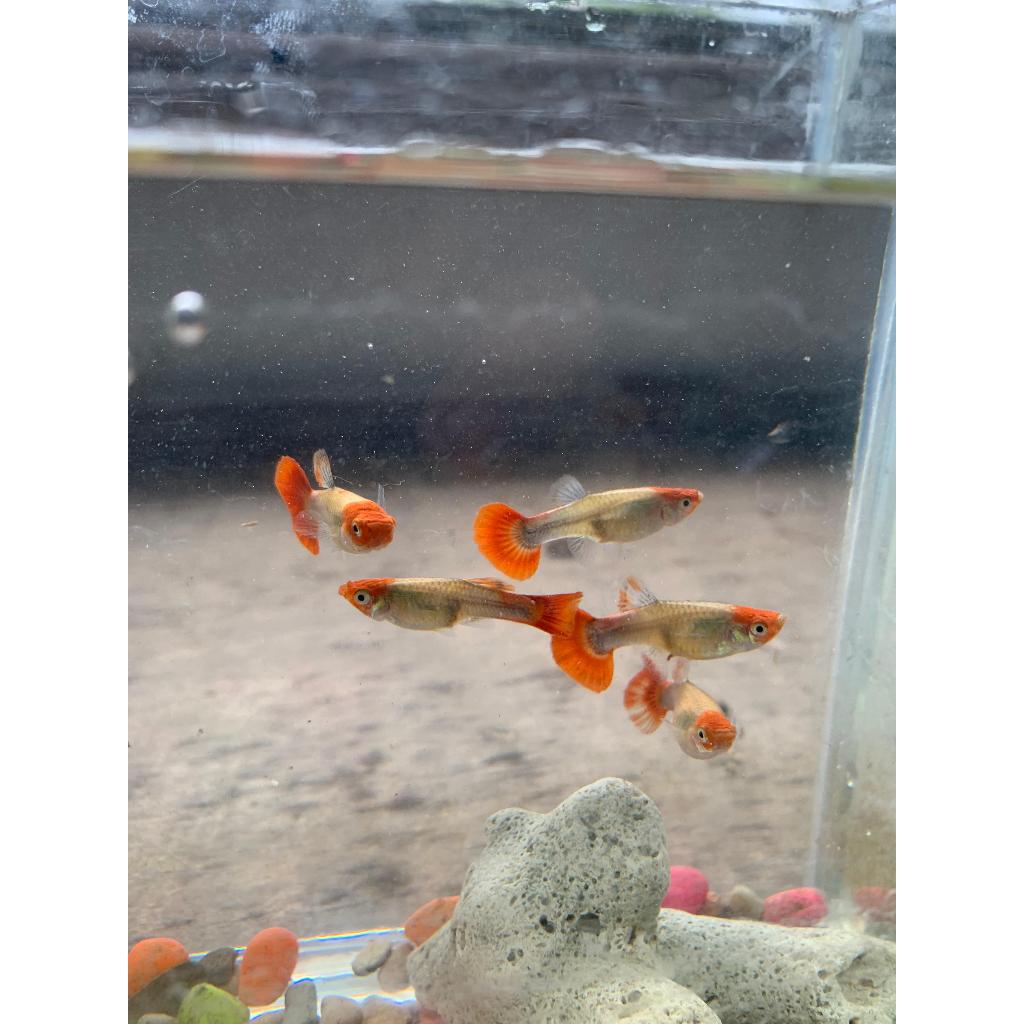 Ikan hias Guppy Tuxedo Koi Short Body
