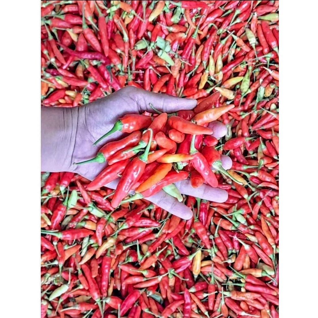 

500gram -1kg CABE RAWIT/ LOMBOK SETAN FRESS