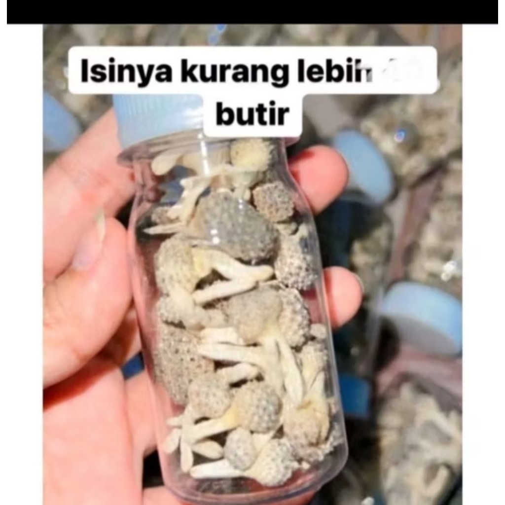  READY  JAMU MPOT PUTIH TANPA DIPOTONG ASLI MADURA /PERAWATAN MISS V /JAMU MPOT AYAM P..Ca