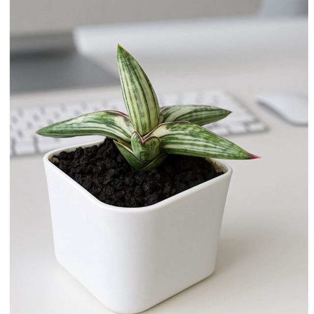 sansevieria Blueclone varigata /Lavranos 1970 / Blueclone varigata putih/tanamq hias /sansevieria/bl