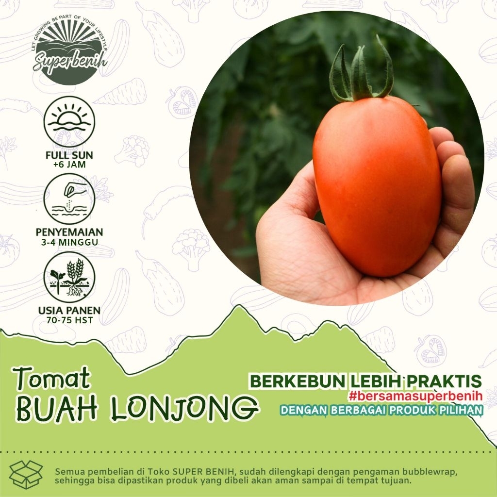 15 Biji - Benih TOMAT BUAH LONJONG hibrida, buah besar, lebat