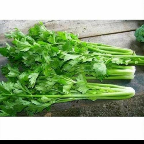 

Daun Seledri Fresh - Daun Seledri Segar Murah - Daun Seledri Fresh Terdekat
