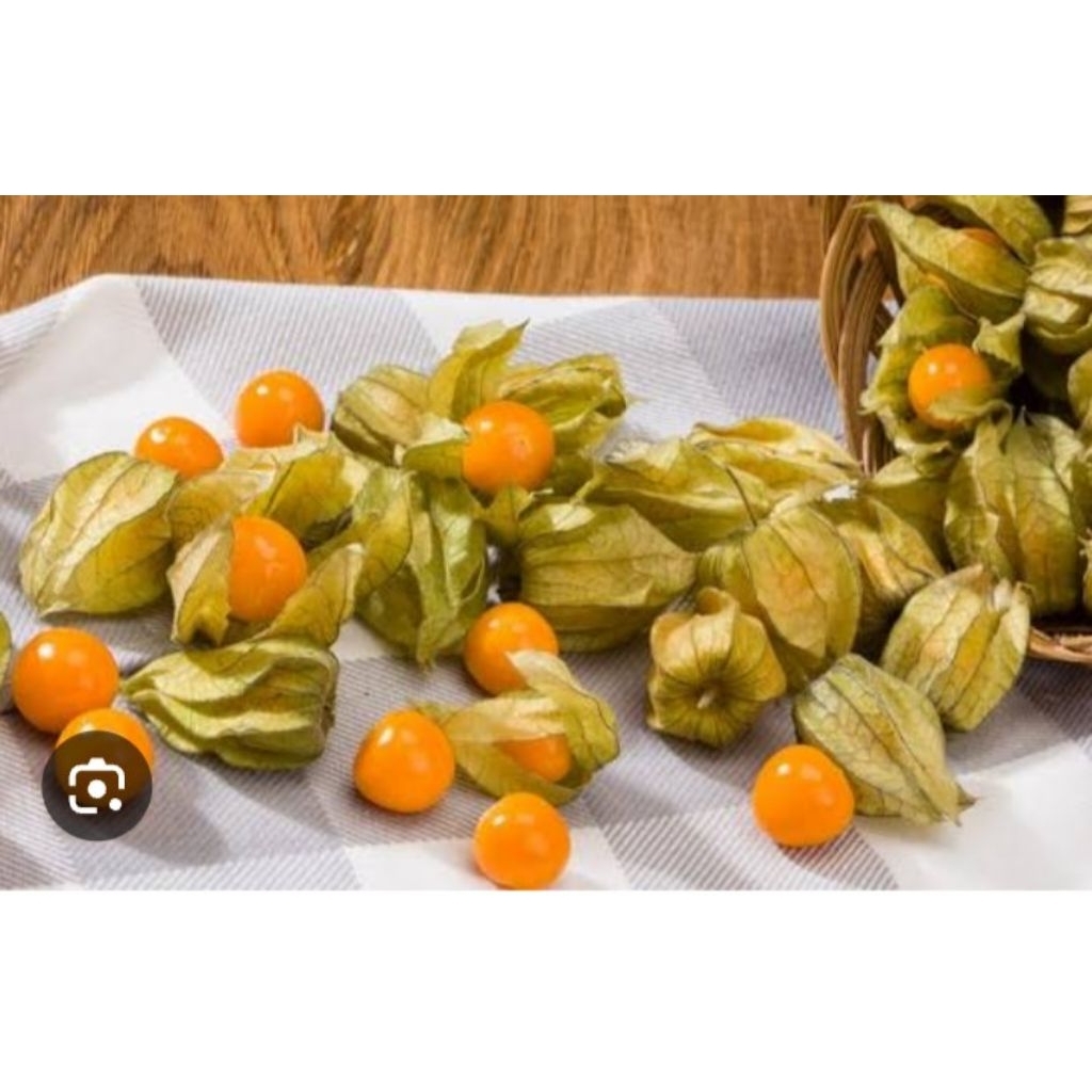 Buah ciplukan segar 500 gram Golden berry