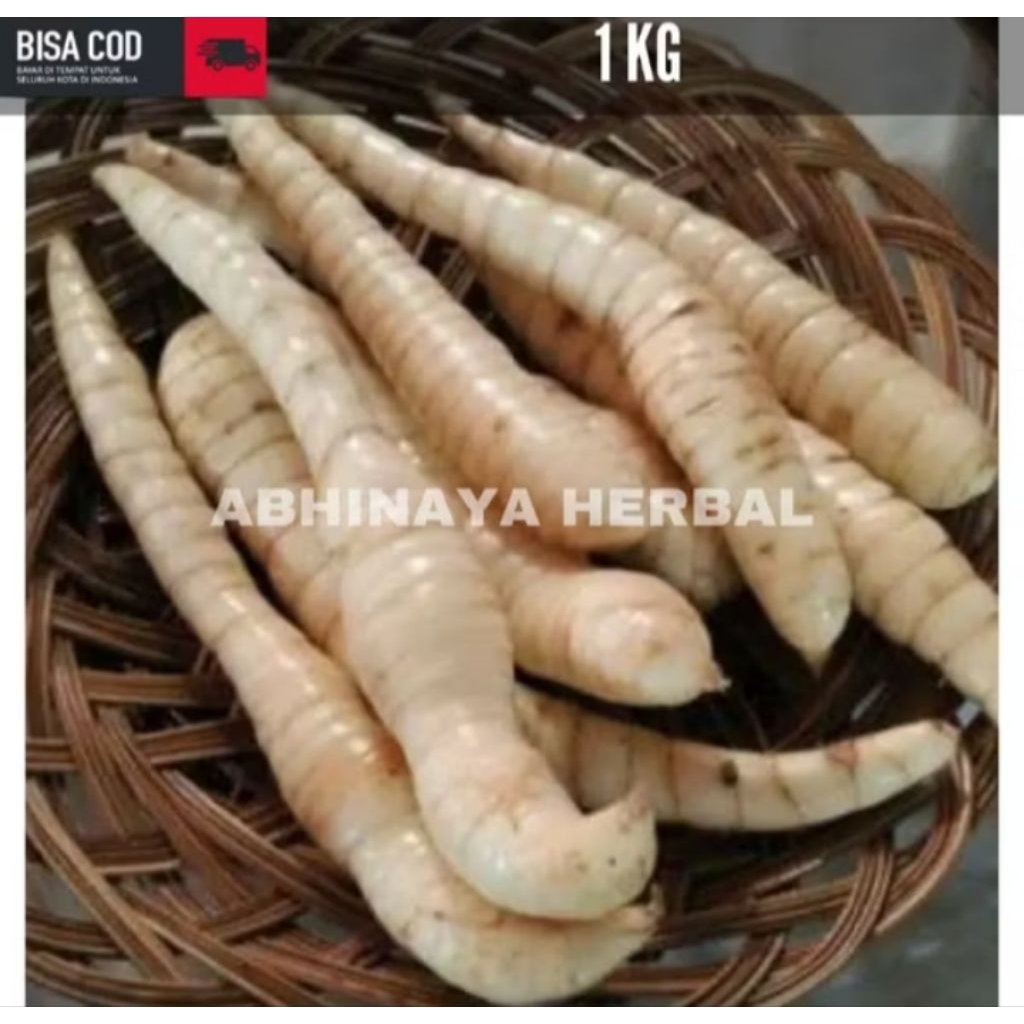 

Umbi Garut Segar - umbi garut fresh 1kg