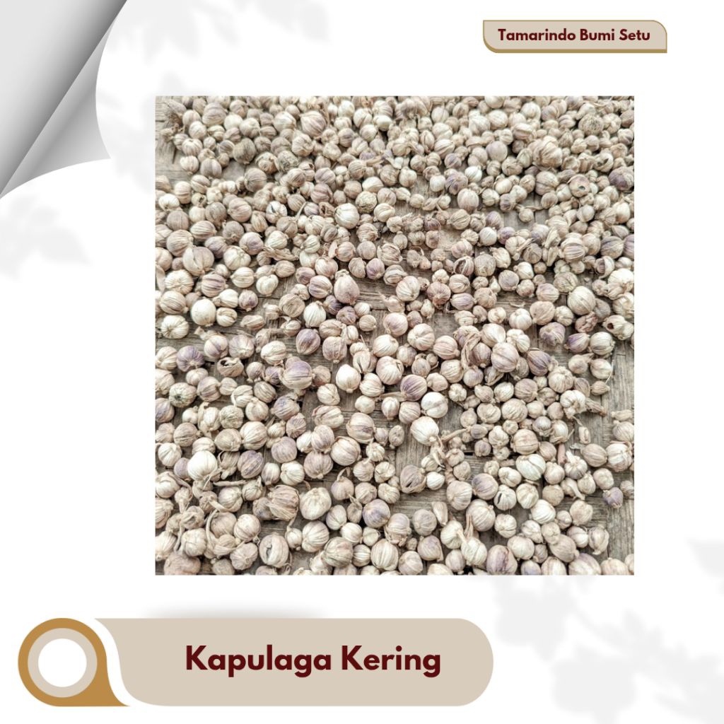 

Kapulaga Kering Asli 100% Natural | Rempah Herbal Premium | Aromatik & Segar