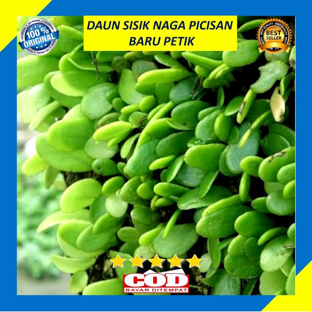

Tanaman Daun Sisik Naga atau Picisan 100 gram