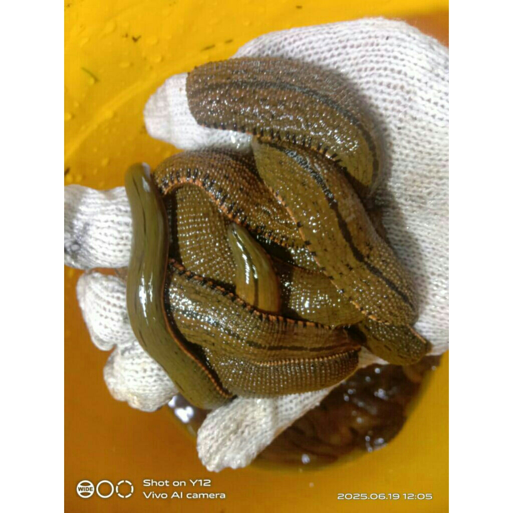 lintah hidup terapi jumbo jumbo jumbo