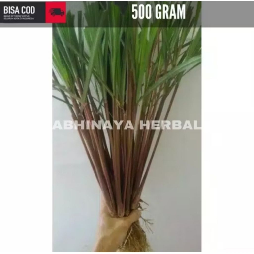 

SEREH MERAH WANGI SEGAR - SERAI LANANG HERBAL BERKHASIAT 500Gram