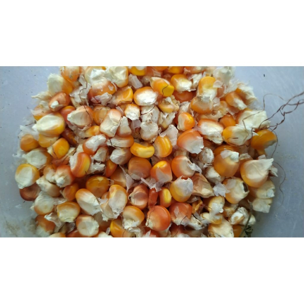 

Jagung Kering Berkualitas