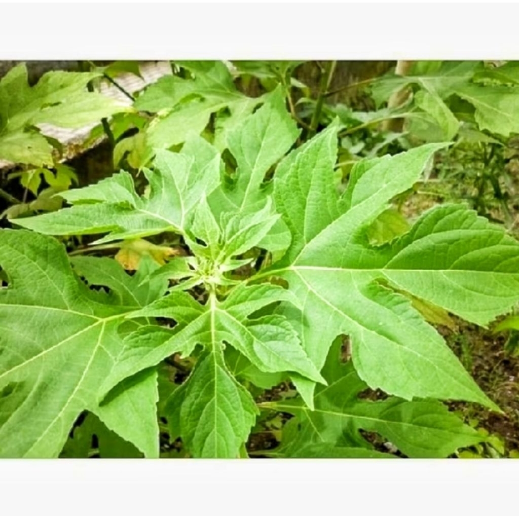 

Daun Insulin Segar 1 kg