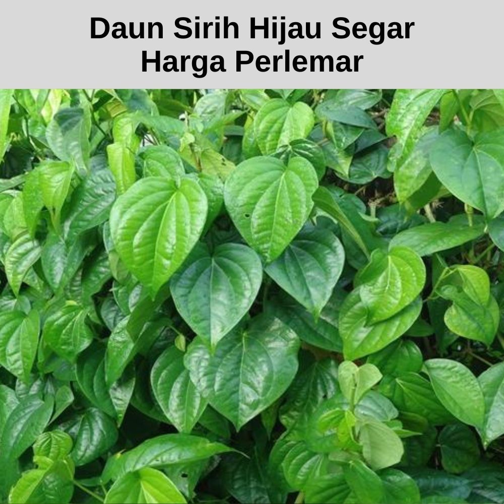 

Daun Sirih Hijau Segar Asli Di Petik Langsung Harga Perlembar