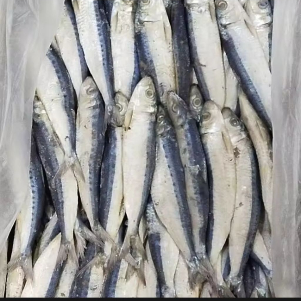 

ikan asin japuh sero ukuran jumbo n campur, ikan fres hasil nelayan daging tebal n tidak terlalu asin harga mulai dari 1kg