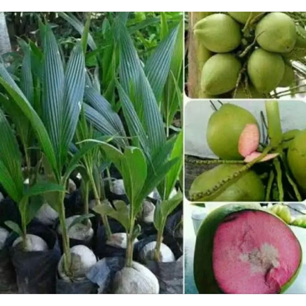 

kelapa wulu ukuran pendek bisa berbuah