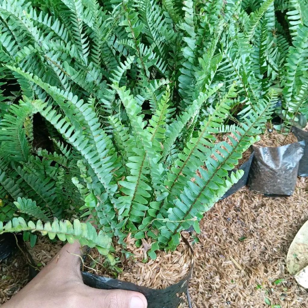 Tanaman Hias Pakis Kelabang / Penghias Taman