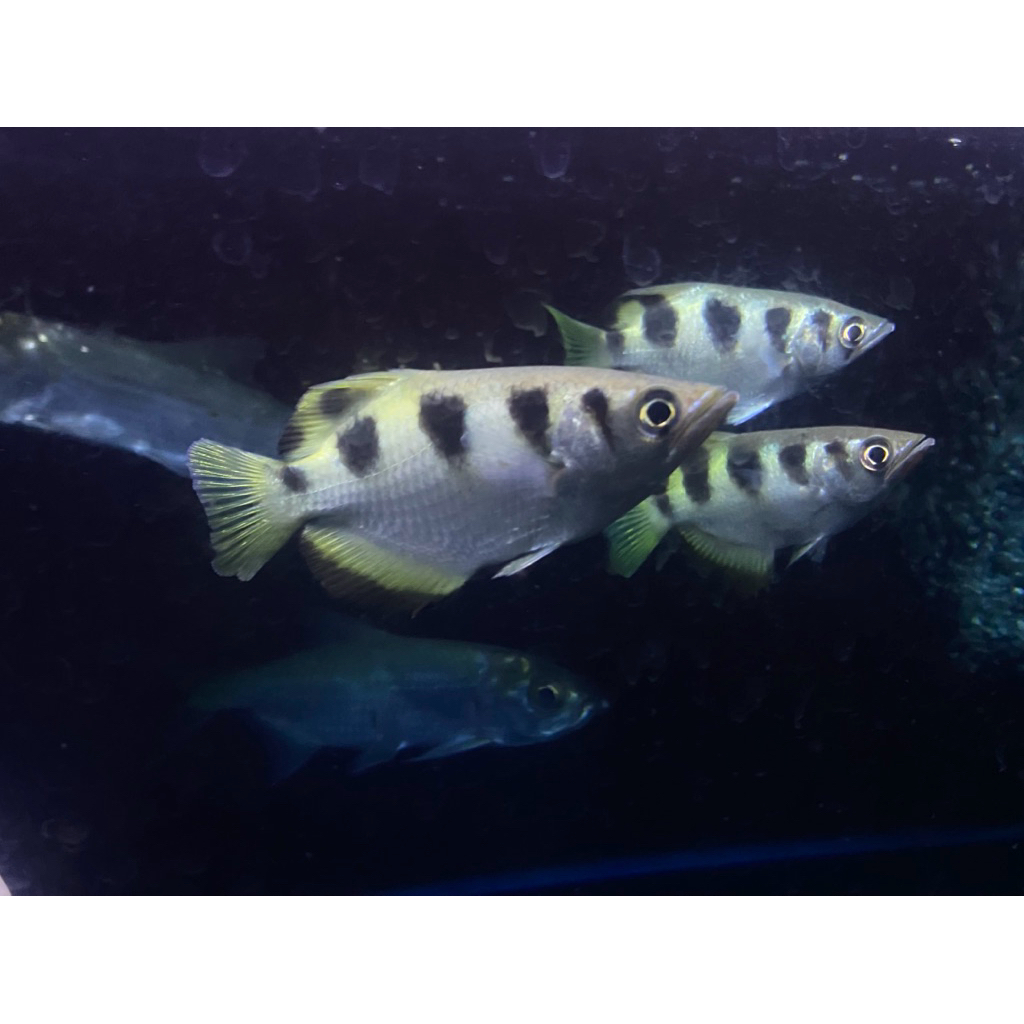 hiasan Archer Fish / Ikan pemanah ukuran 10-13 cm