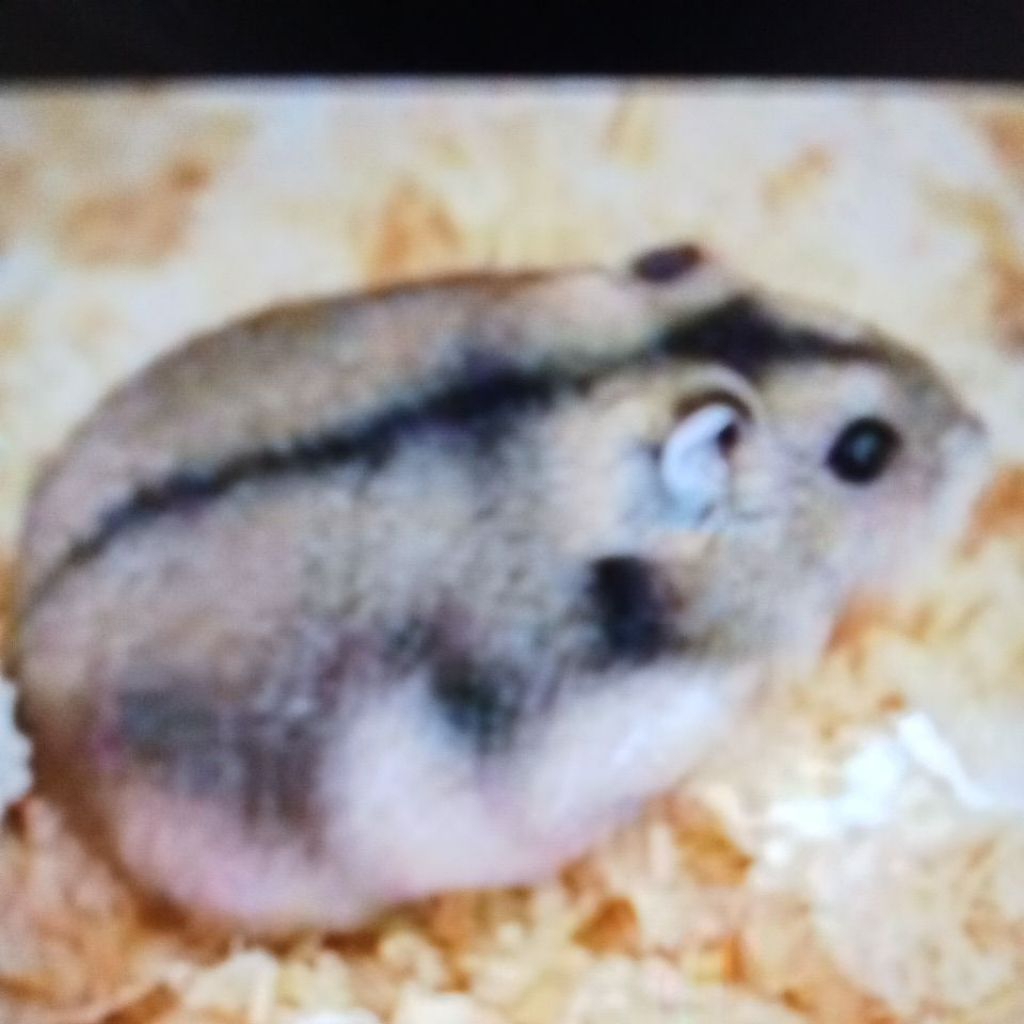 

STIKER HAMSTEWINTERWHITE