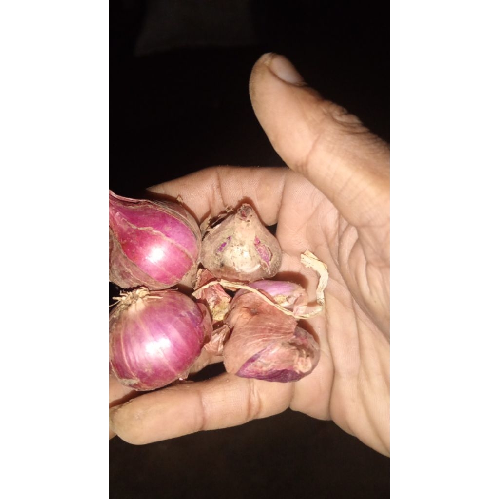 

BAWANG MERAH SEDERHANA 1 KG