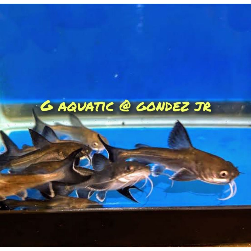 ikan Papua shark size 8-9cm