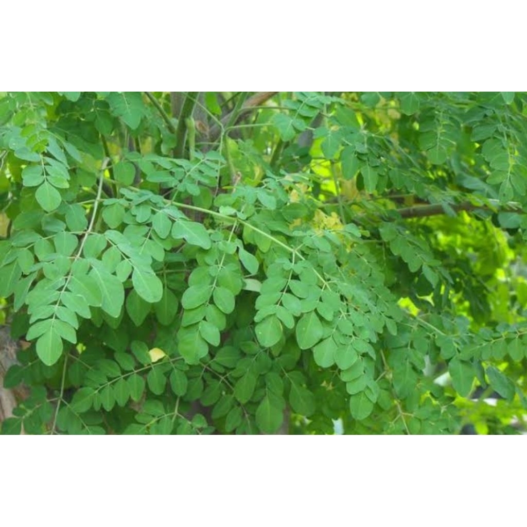 

daun kelor 500gr