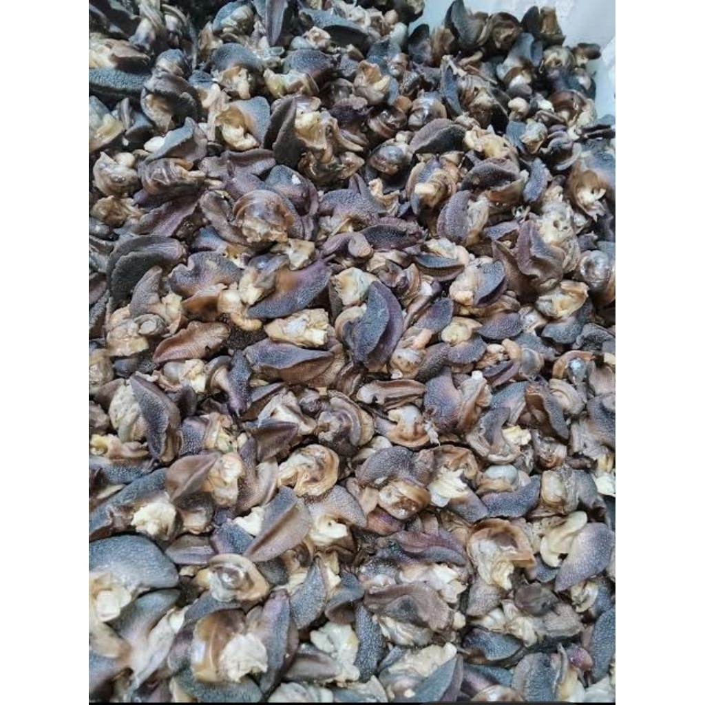 

bekicot mentah siap olah 1kg