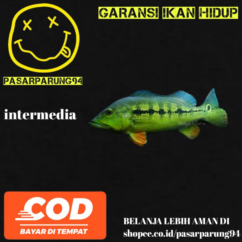 kebutuhan aquarium pbass mono, kelberry, orinoco, pinima, intermedia, brocopondo
