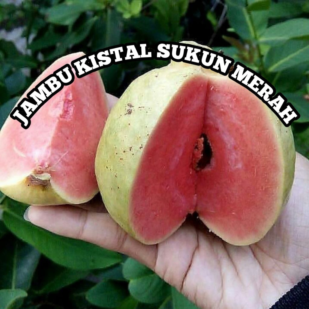 bibit jambu kistal sukun merah nyaris tanpa biji