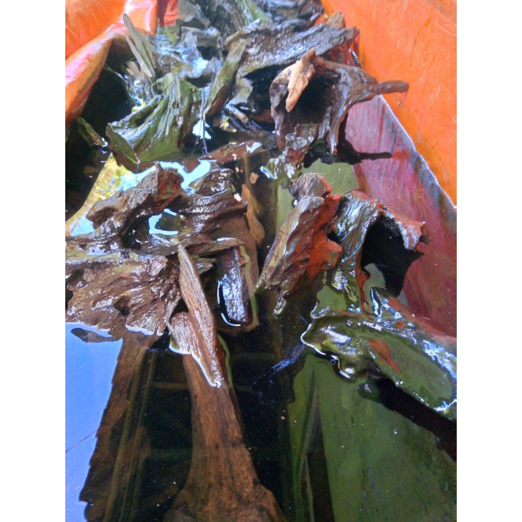 kayu rentek aquascape ful tenggelam random