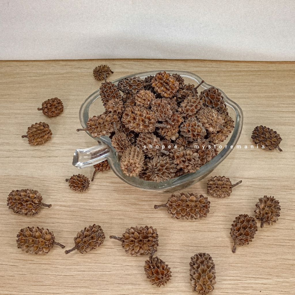 Biji Durenan / biji Cemara laut 10 gram