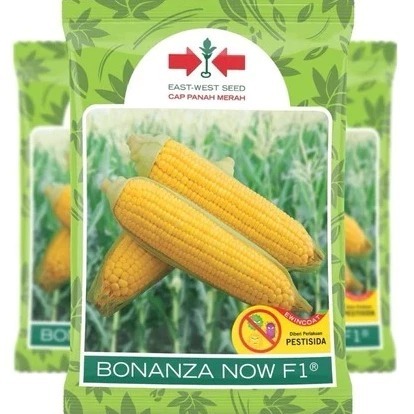

TERBARU PROMO !!! Benih jagung manis BONANZA NOW F1 ORIGINAL isi 1800 Biji EXP 2026