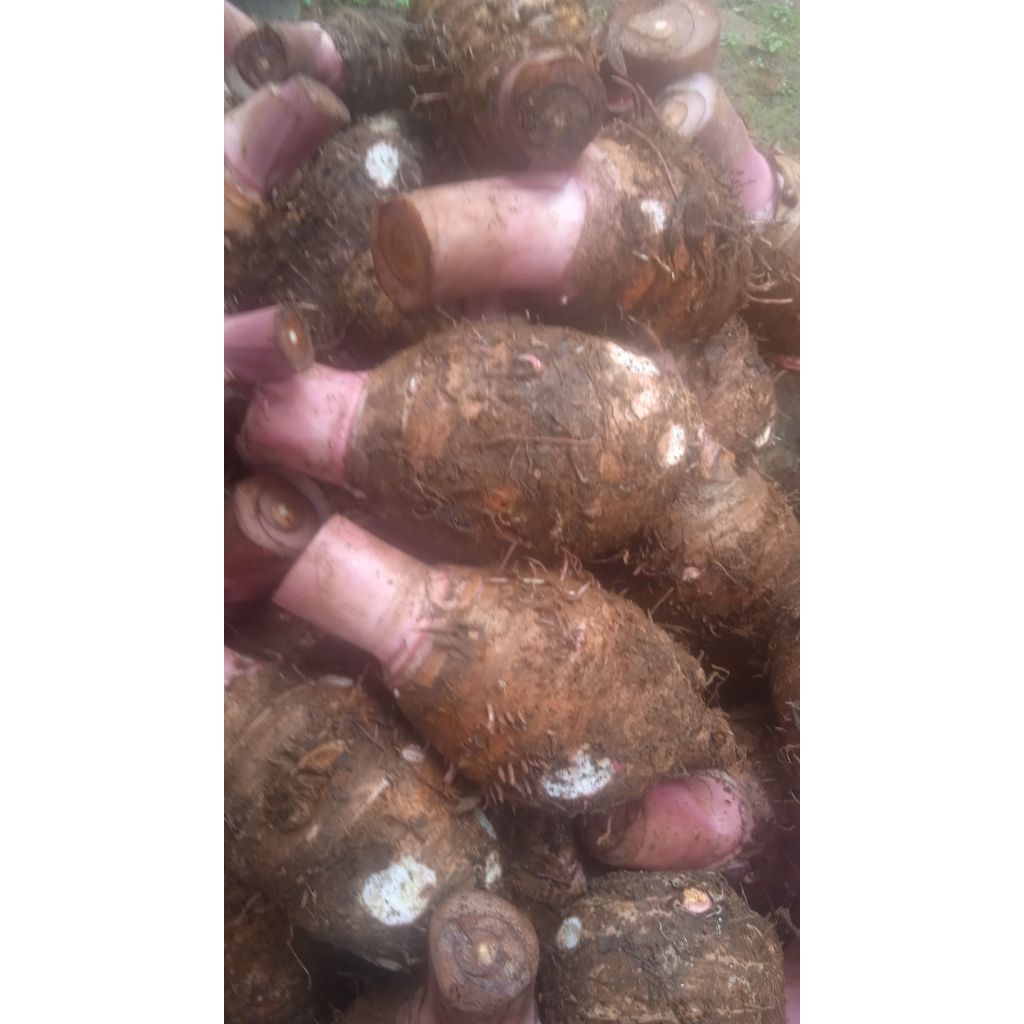 

1kg Talas pratama2&3