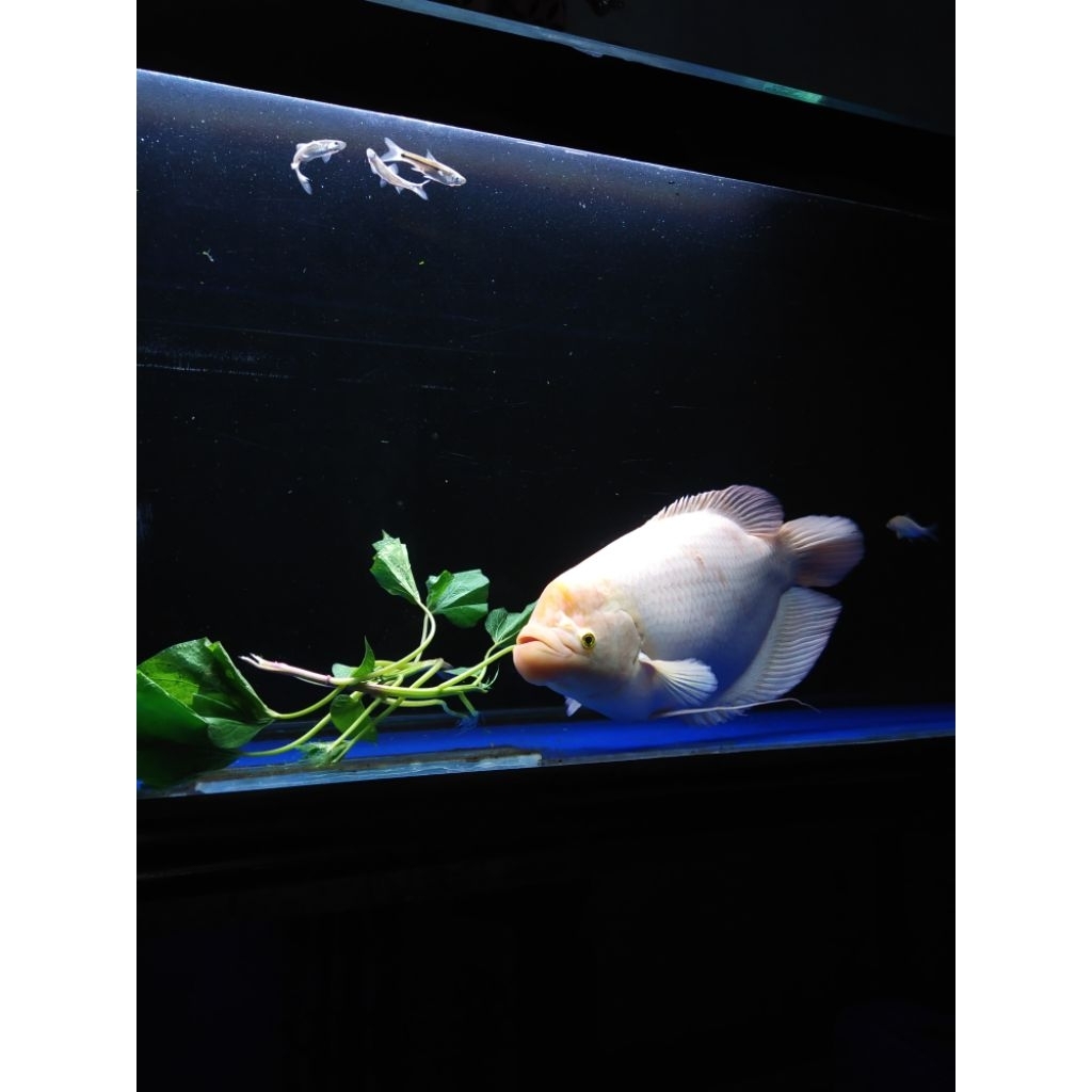 Mainan Gurame Padang besar hidup