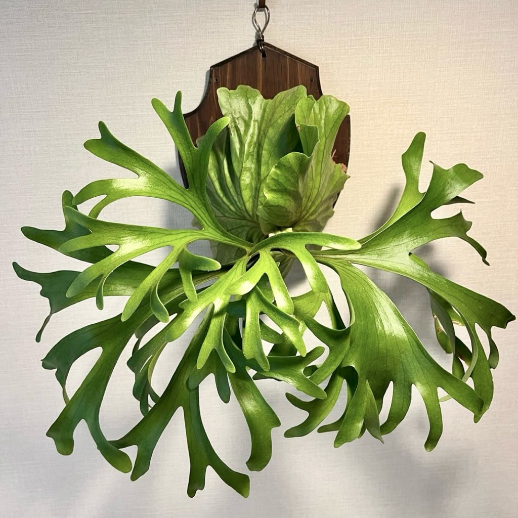 Tanaman Tanduk Rusa Platycerium Kitshakood (Ridleyii x Coronarium) - Medium Size