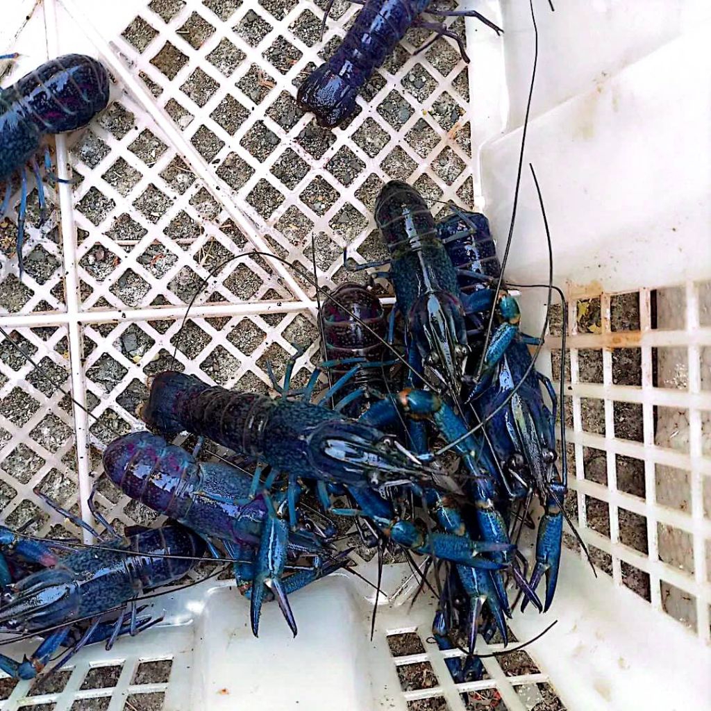 Indukan lobster air tawar super blue grade A+ size 4 inch isi 10 ekor