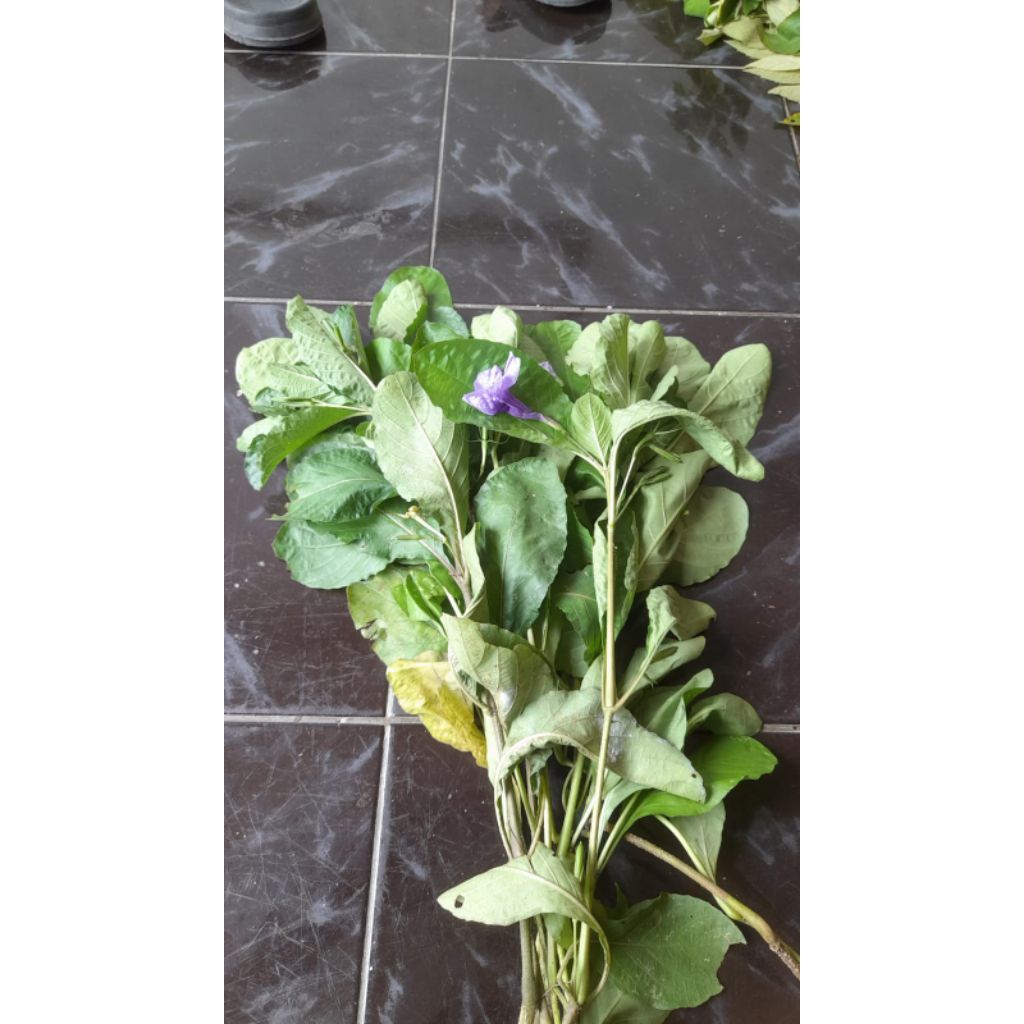 

Daun pletakan kering 50 gram