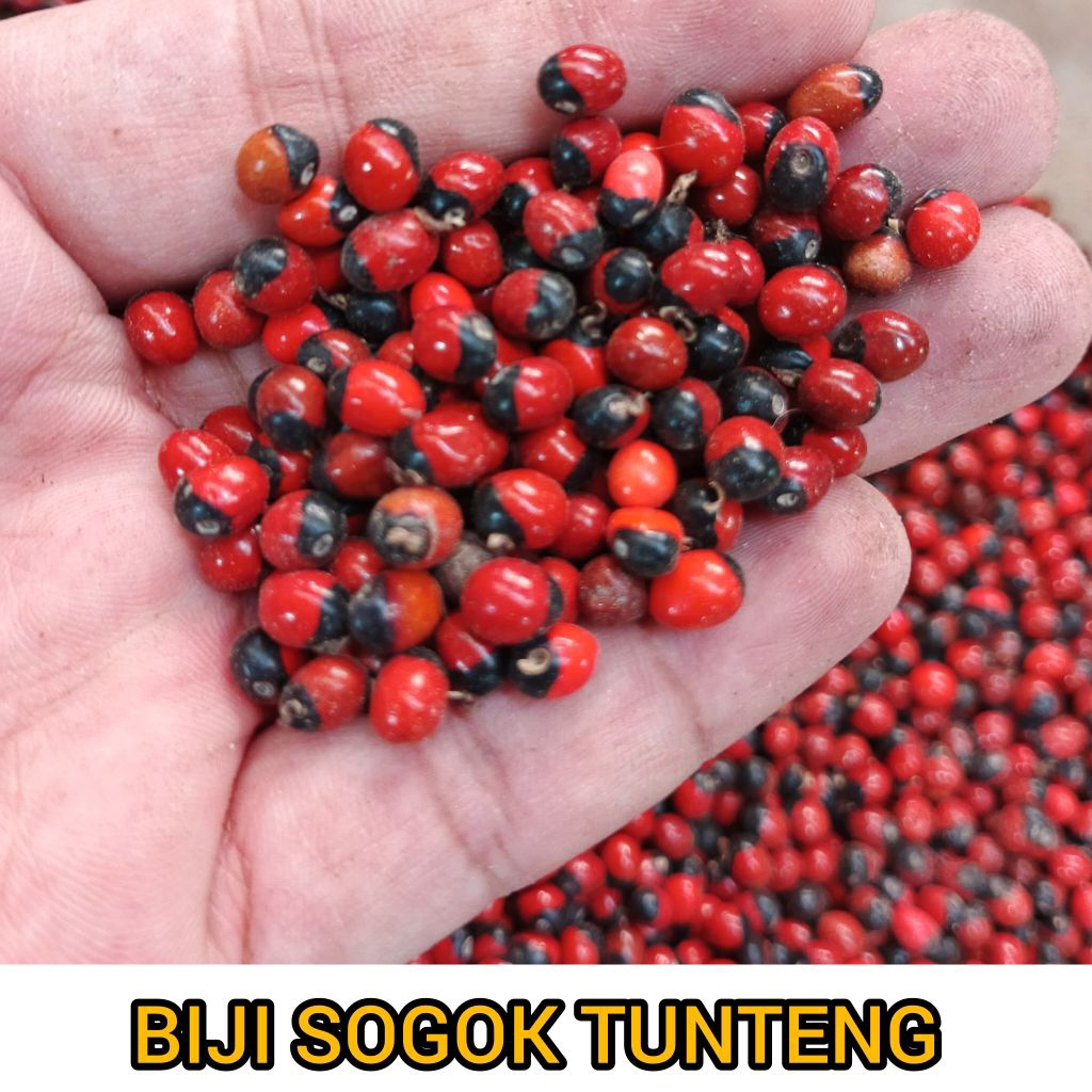 

Biji saga - biji sogok kunteng ecer - sogok thunteng - herbal tradisional