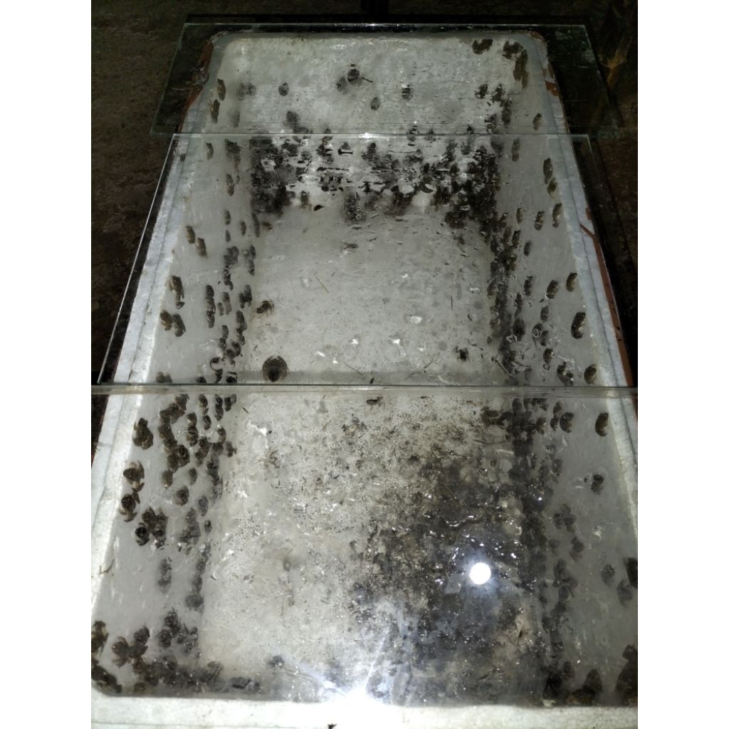 Katak sawah 20ek