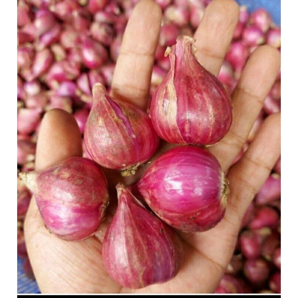 

1kg/bawang Brebes asli