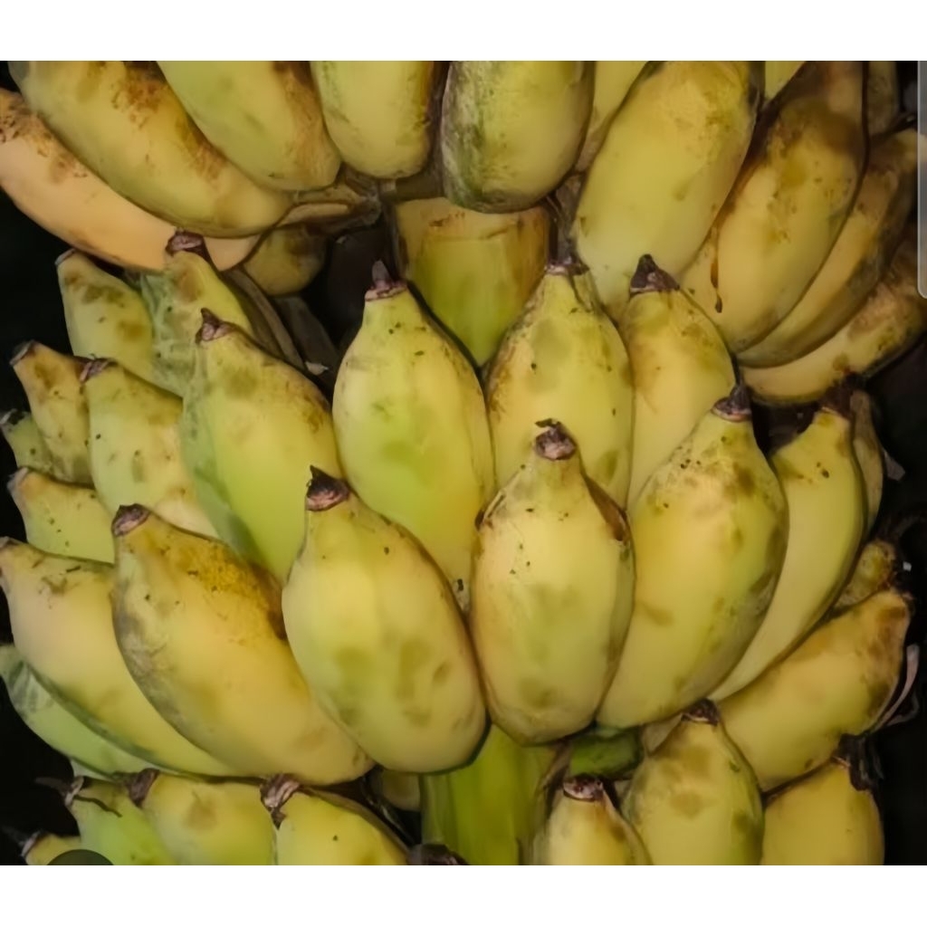 

Pisang siem fresh tua mengkel langsung ambil dari kebun