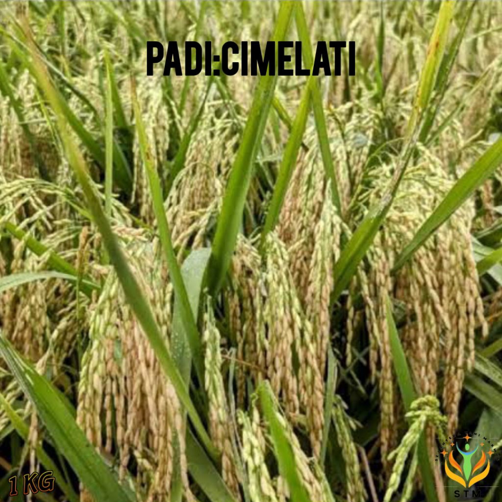 Bibit Padi Cimelati Kualitas Unggul 1Kg