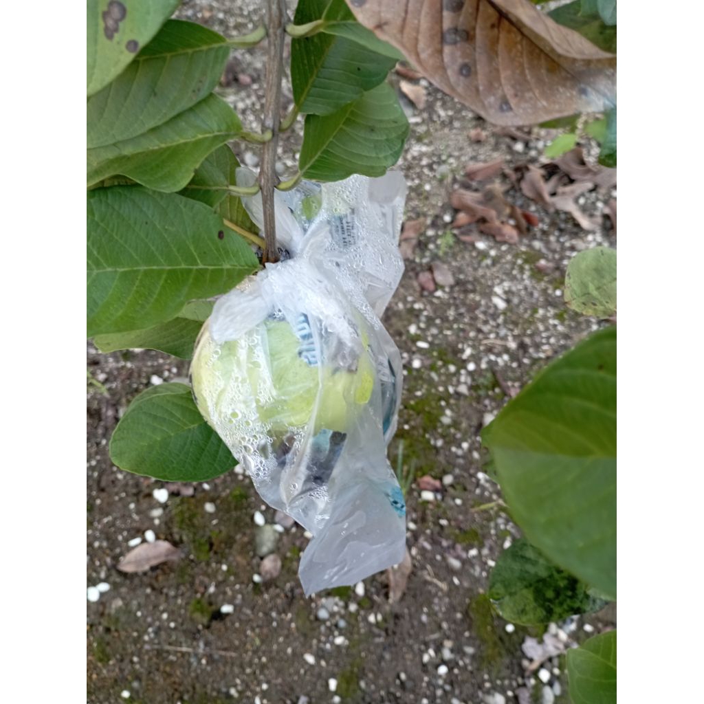 

Jambu Kristal madu ukuran jumbo