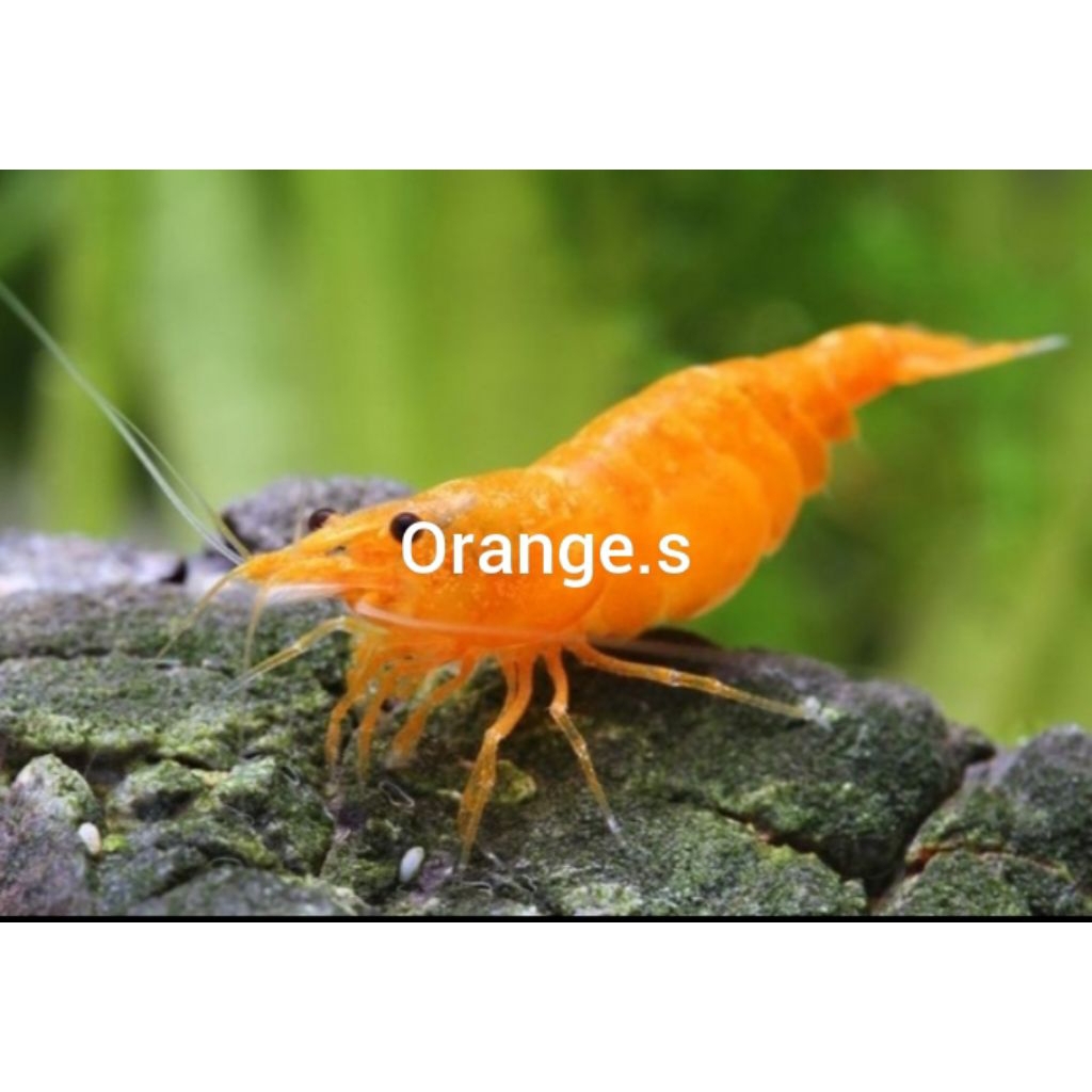 Udang Hias Akuarium Orange Indukan