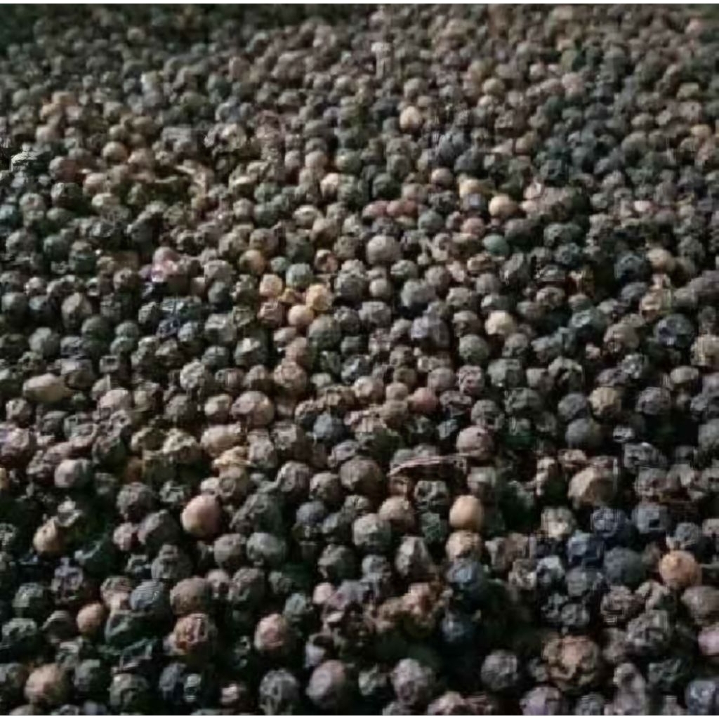 

Lada Hitam Biji