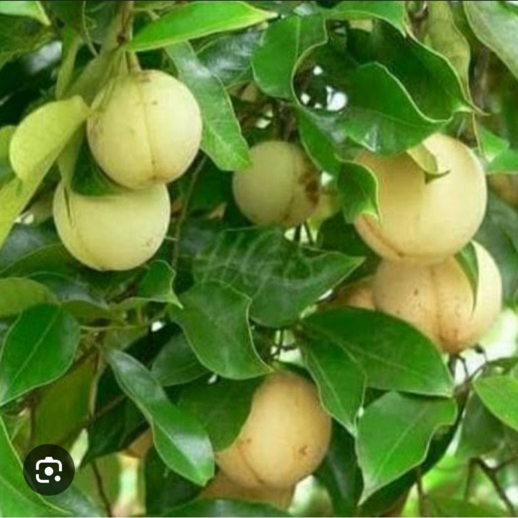 

buah pala segar tua 500grm