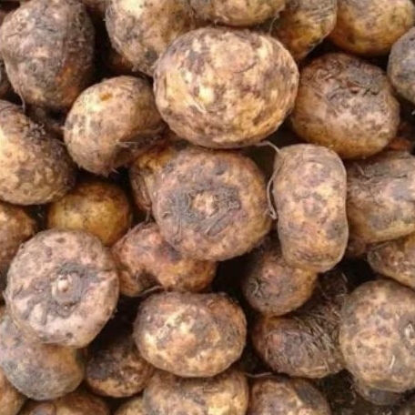 bibit umbi porang katak segar 250gr/tumbuhan herbal fress